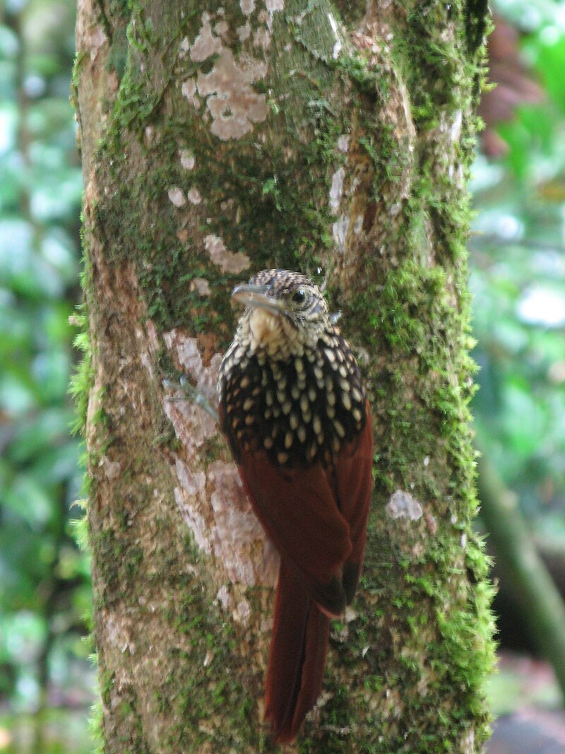 Black-striped Woodcreeper (Xiphorhynchus lachrymosus) photo