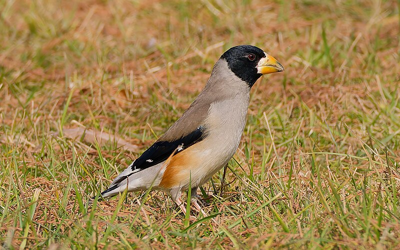 Yellow-billed Grosbeak (Eophona migratoria) photo