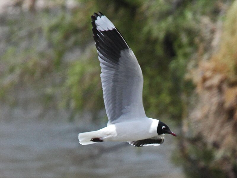 Andean Gull (Chroicocephalus serranus) photo
