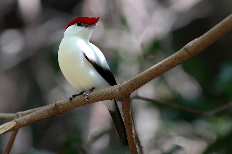 Araripe Manakin (Chiroxiphia bokermanni) photo