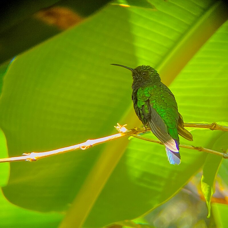 Santa Marta Sabrewing (Campylopterus phainopeplus) photo