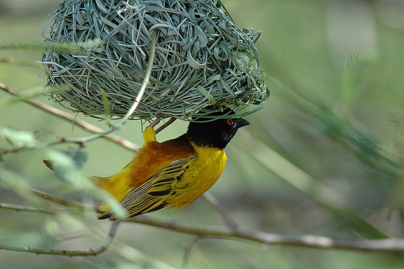 Golden-backed Weaver (Ploceus jacksoni) photo