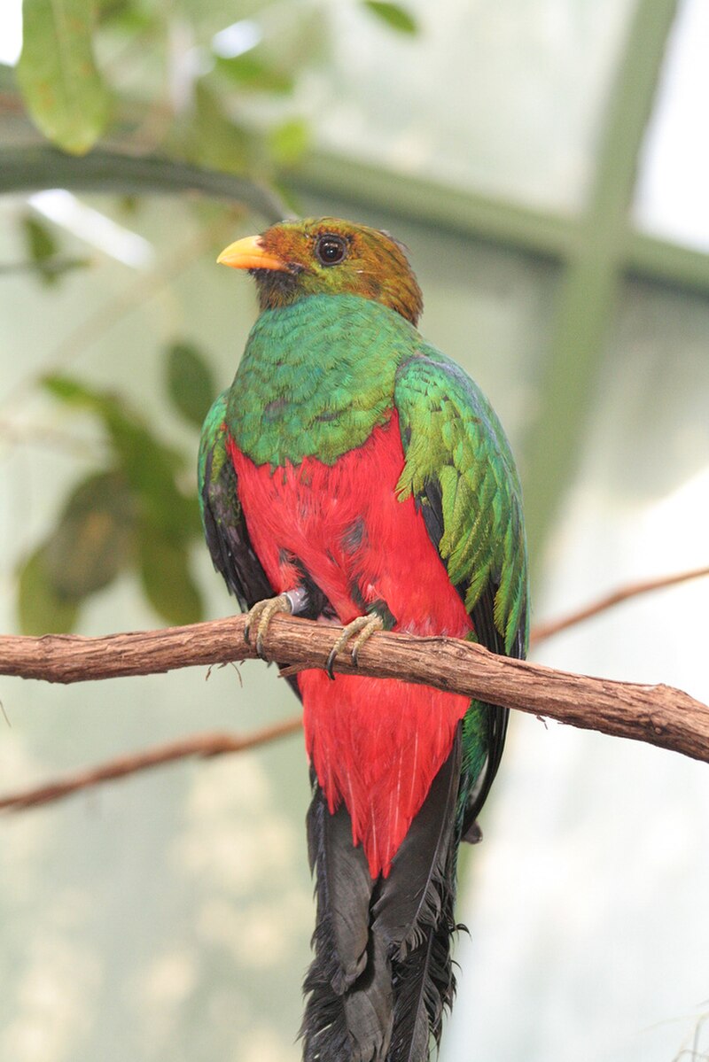 Golden-headed Quetzal (Pharomachrus auriceps) photo