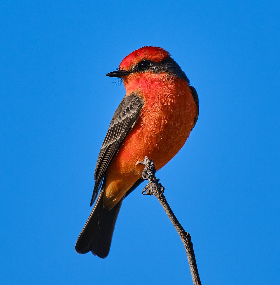Vermilion Flycatcher (Pyrocephalus obscurus)