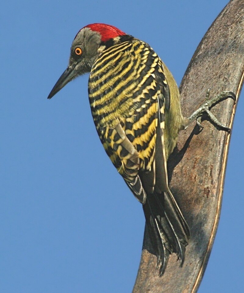 Hispaniolan Woodpecker (Melanerpes striatus) photo