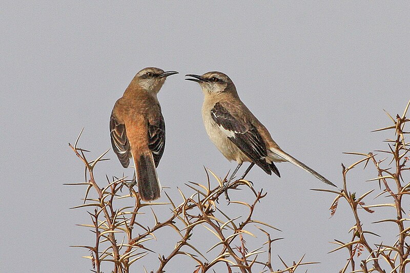 Brown-backed Mockingbird (Mimus dorsalis) photo
