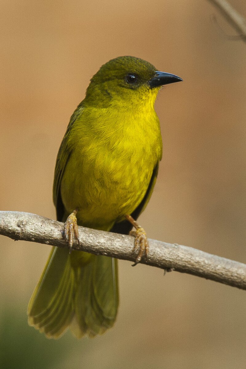 Olive-green Tanager (Orthogonys chloricterus) photo