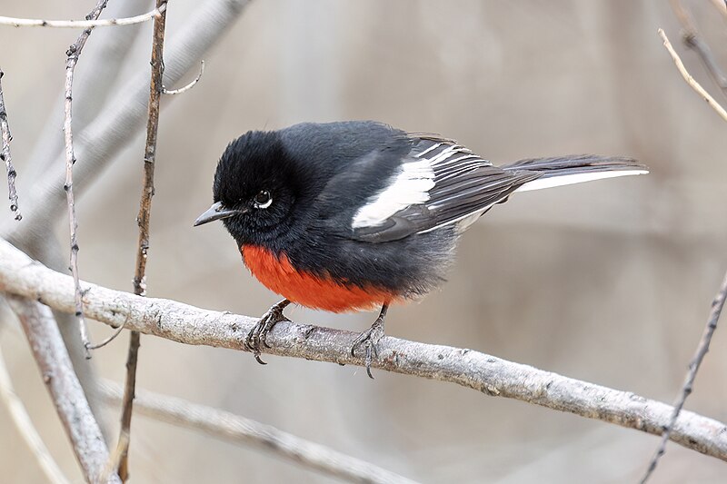 Painted Redstart (Myioborus pictus) photo