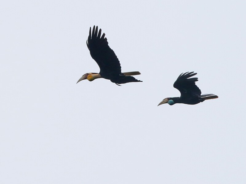 Plain-pouched Hornbill (Rhyticeros subruficollis) photo