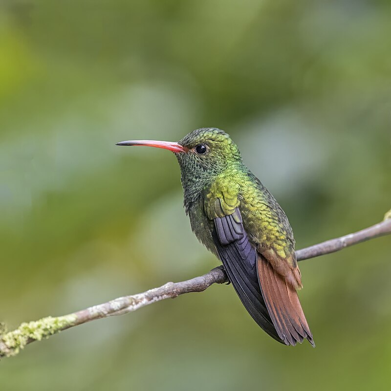 Rufous-tailed Hummingbird (Amazilia tzacatl) photo