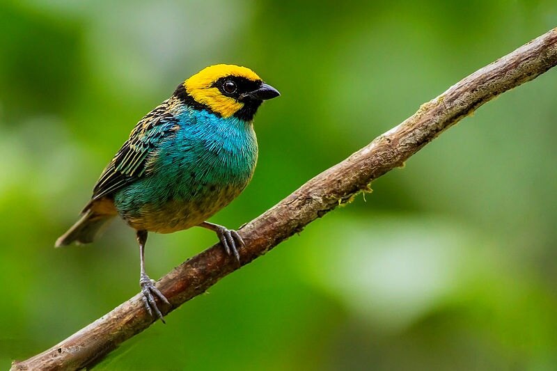 Saffron-crowned Tanager (Tangara xanthocephala) photo