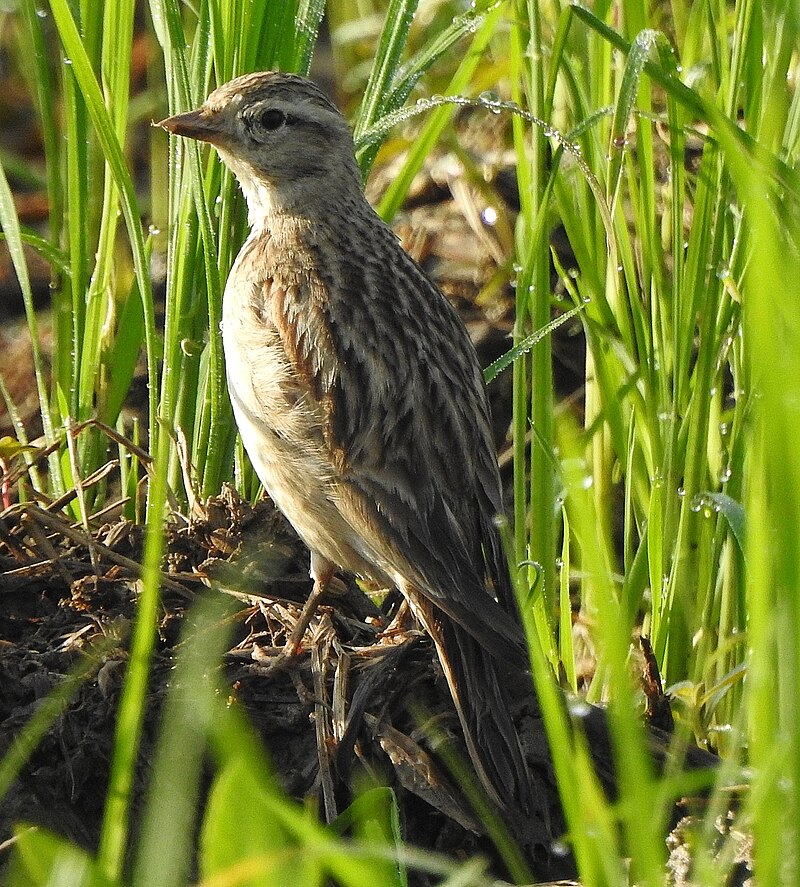 Mongolian Short-toed Lark (Calandrella dukhunensis) photo