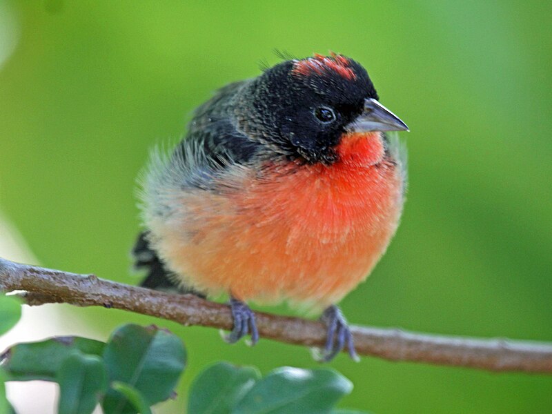 Crimson-breasted Finch (Rhodospingus cruentus) photo