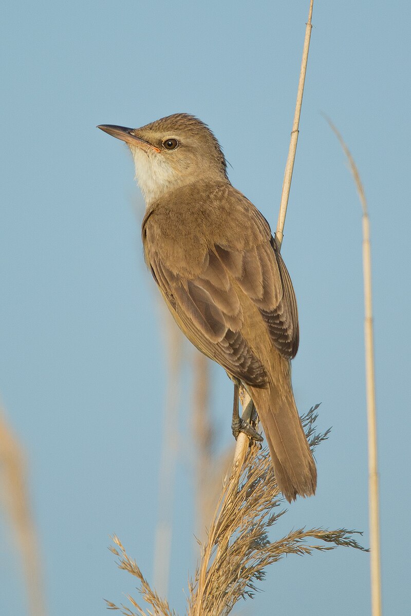 Great Reed Warbler (Acrocephalus arundinaceus) photo