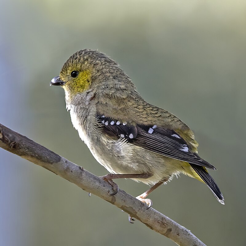 Forty-spotted Pardalote (Pardalotus quadragintus) photo