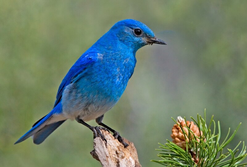 Mountain Bluebird (Sialia currucoides) photo