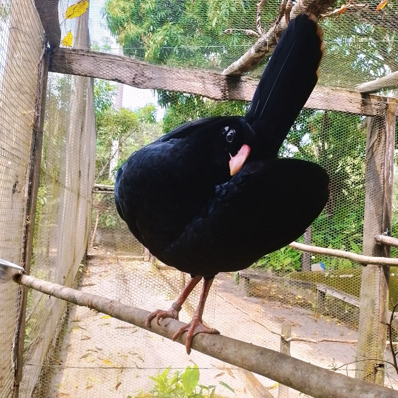 Alagoas Curassow (Mitu mitu) photo
