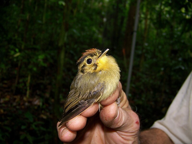 Golden-crowned Spadebill (Platyrinchus coronatus) photo
