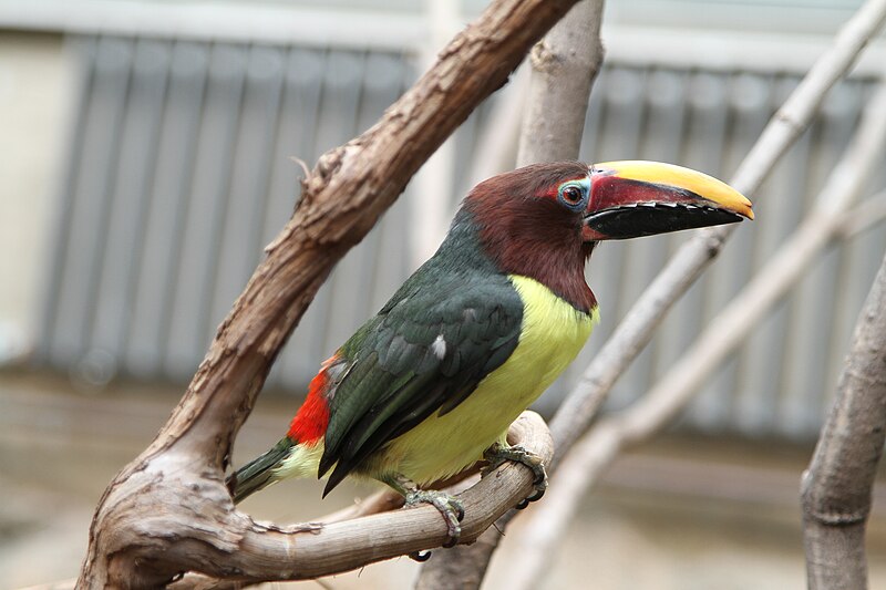 Green Aracari (Pteroglossus viridis) photo