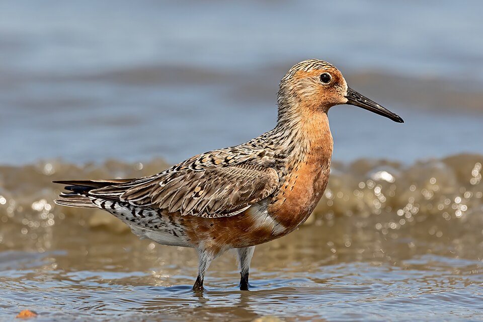 Red Knot (Calidris canutus)