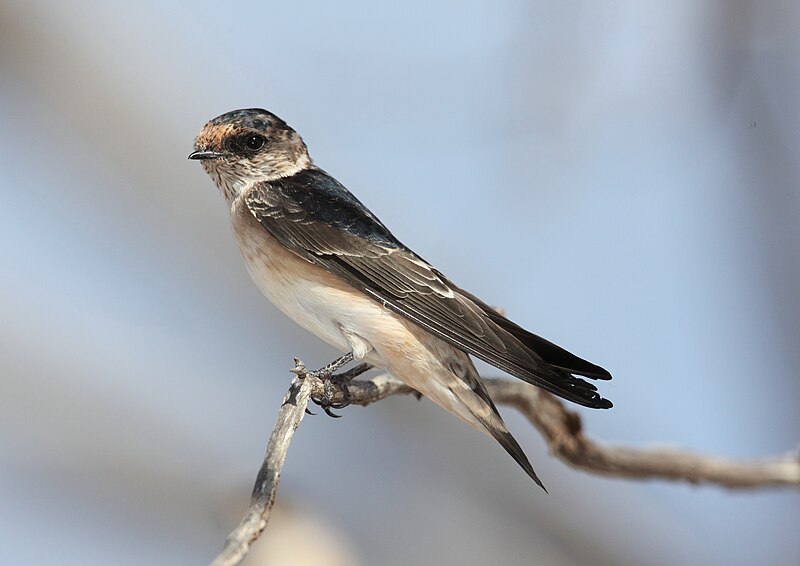 Tree Martin (Petrochelidon nigricans) photo