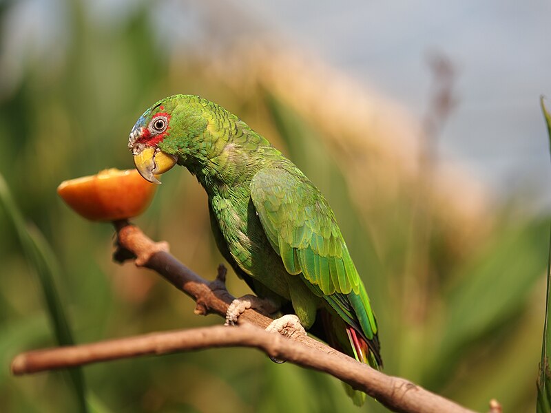 White-fronted Amazon (Amazona albifrons) photo
