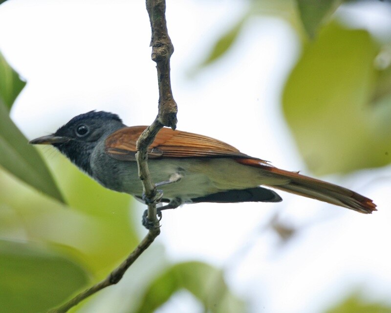 Amur Paradise-Flycatcher (Terpsiphone incei) photo
