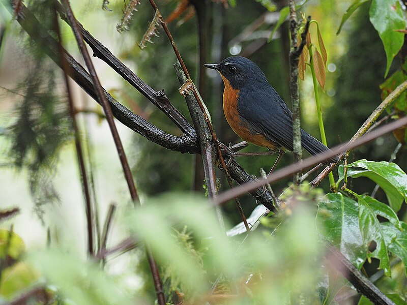 Rusty-bellied Shortwing (Brachypteryx hyperythra) photo