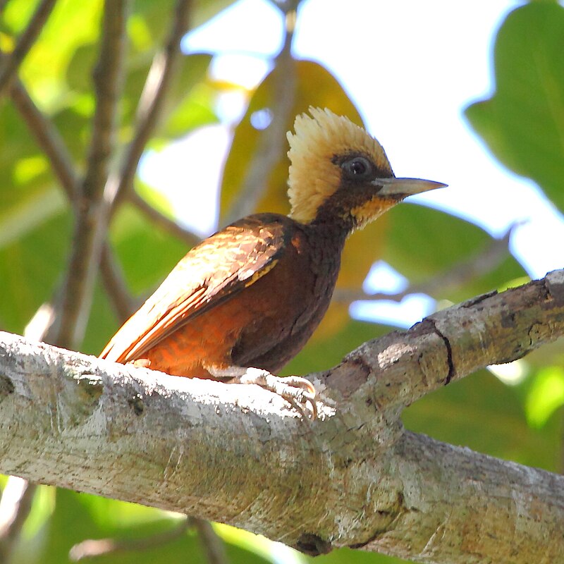Pale-crested Woodpecker (Celeus lugubris) photo