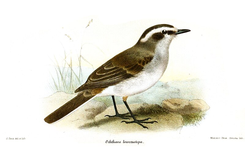 White-browed Chat-Tyrant (Ochthoeca leucophrys) photo
