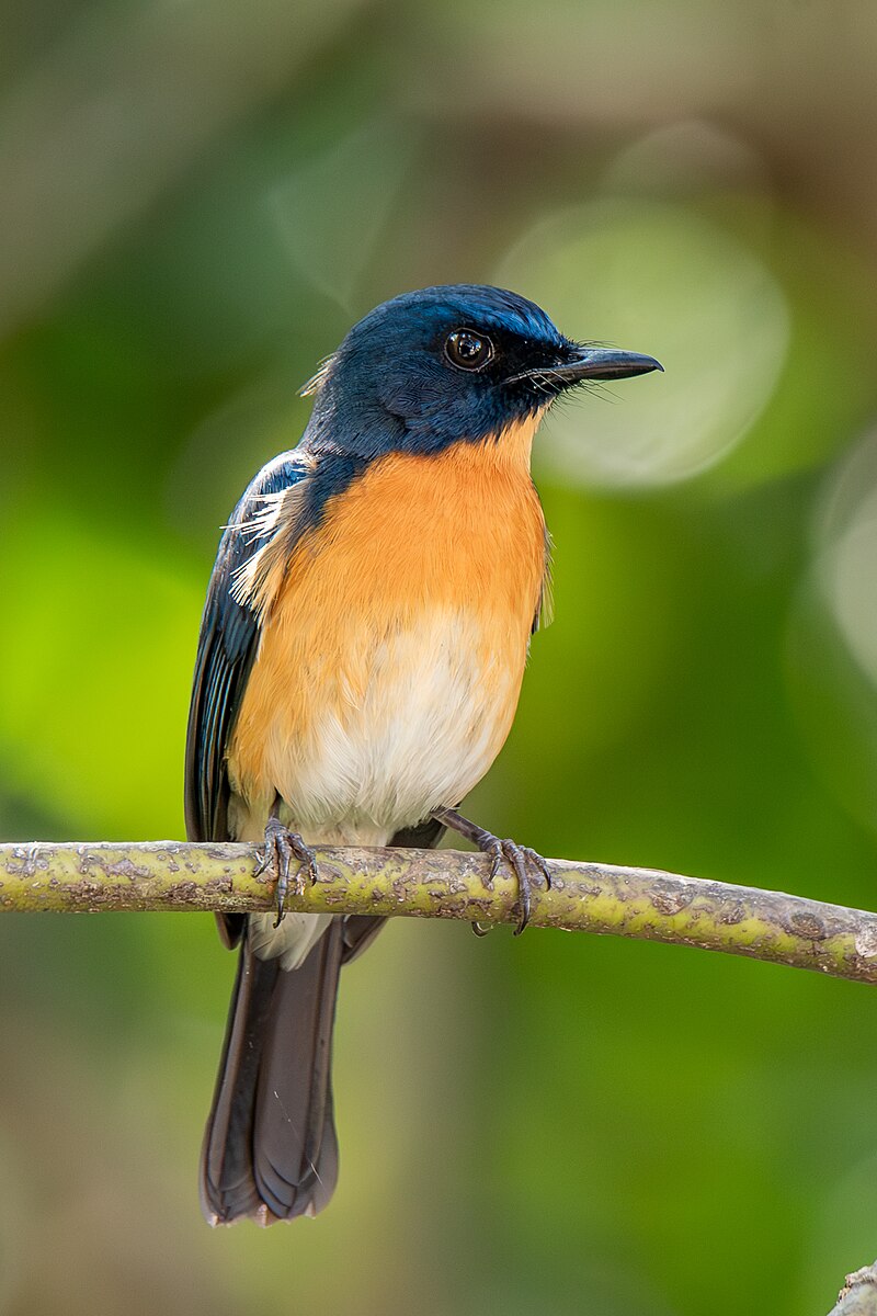Mangrove Blue Flycatcher (Cyornis rufigastra) photo