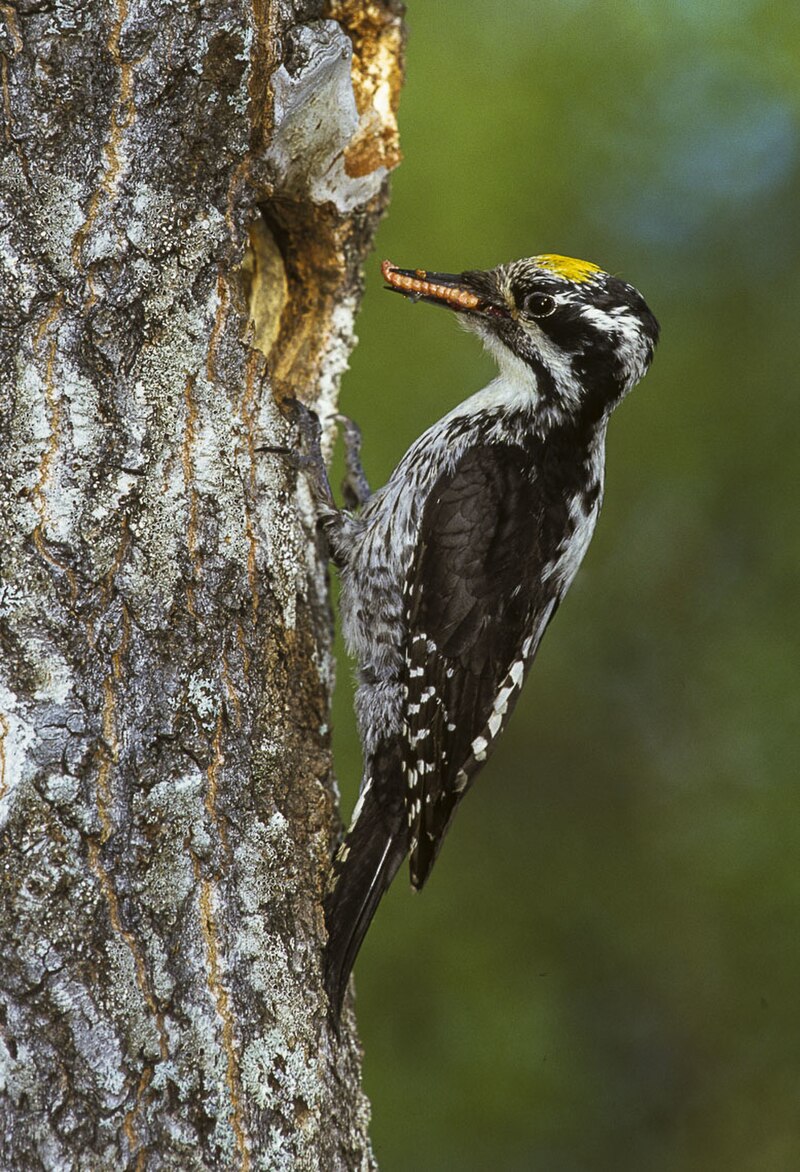 Eurasian Three-toed Woodpecker (Picoides tridactylus) photo