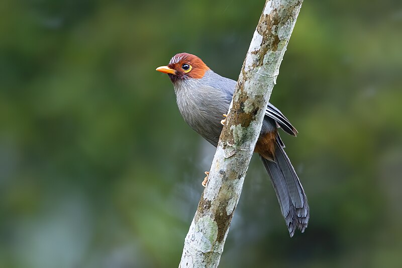 Chestnut-hooded Laughingthrush (Pterorhinus treacheri) photo