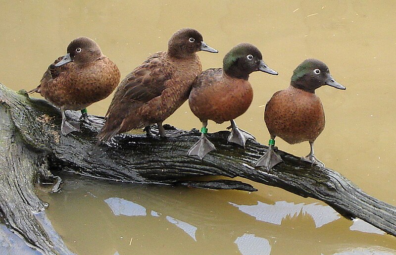 Campbell Islands Teal (Anas nesiotis) photo