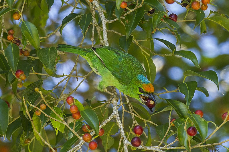Flame-fronted Barbet (Psilopogon armillaris) photo