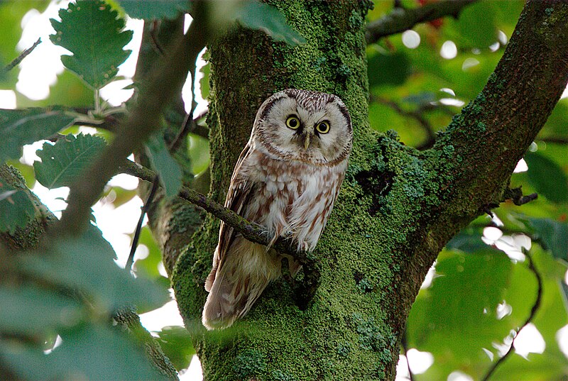 Boreal Owl (Aegolius funereus) photo