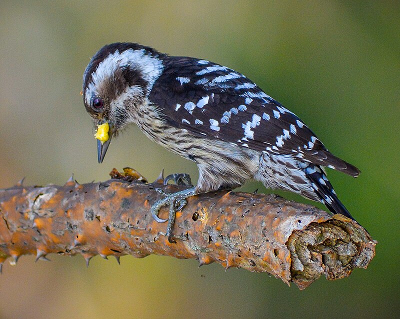 Gray-capped Pygmy Woodpecker (Yungipicus canicapillus) photo