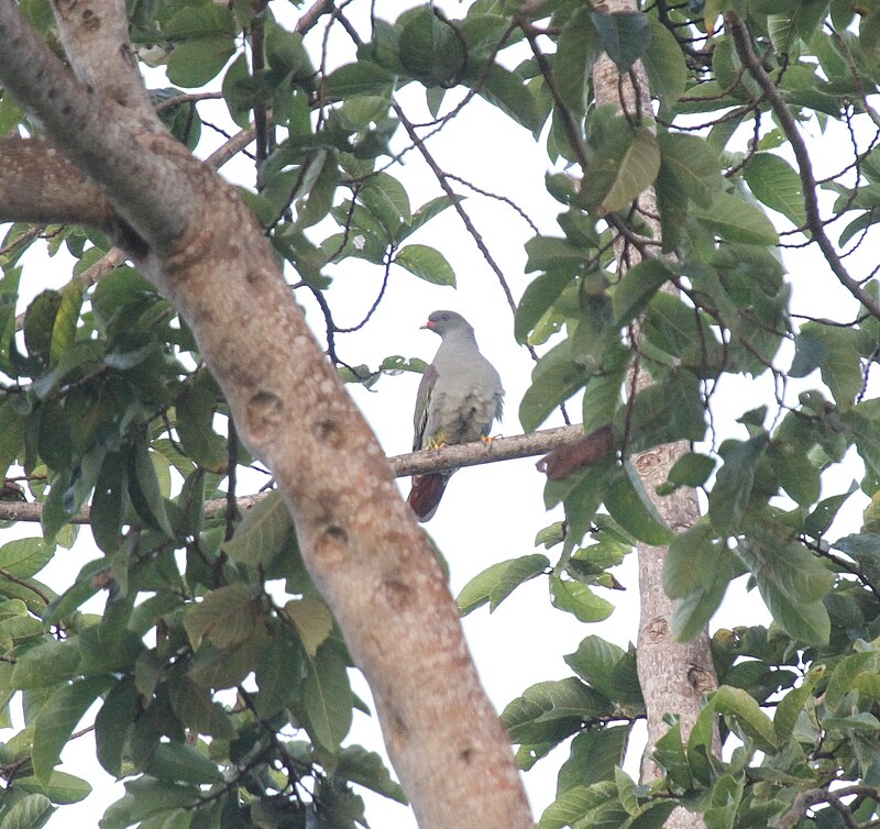 Pemba Green-Pigeon (Treron pembaensis) photo