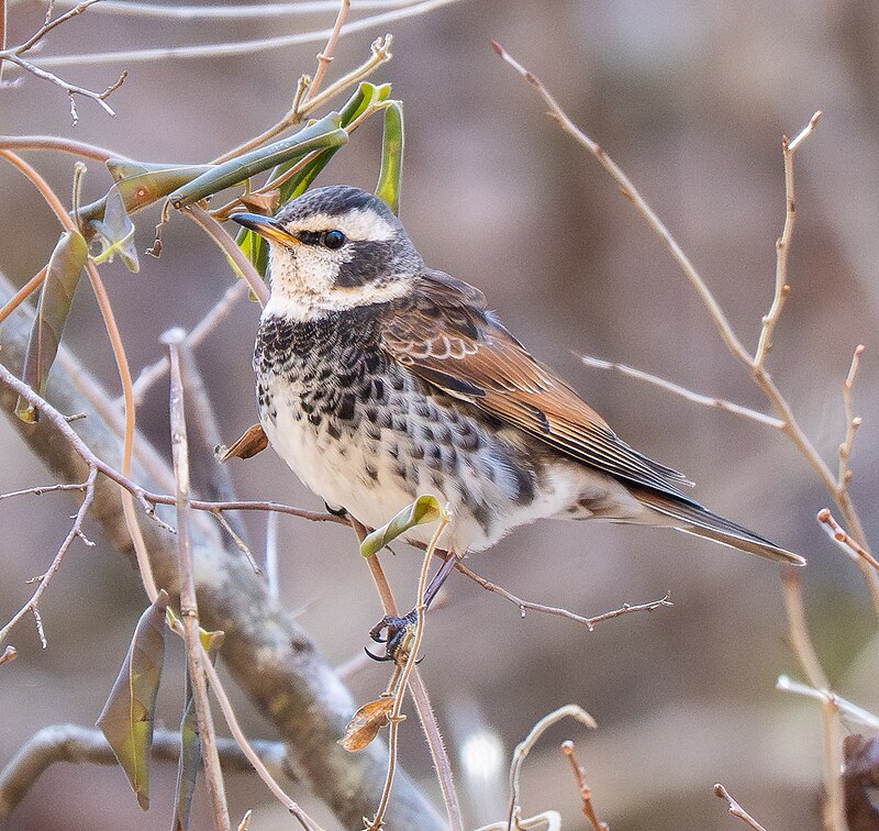 Dusky Thrush (Turdus eunomus) photo