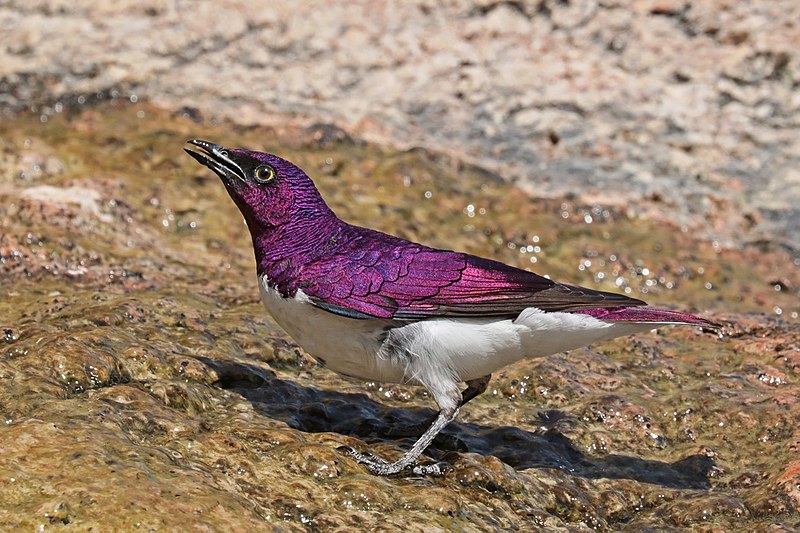 Violet-backed Starling (Cinnyricinclus leucogaster) photo