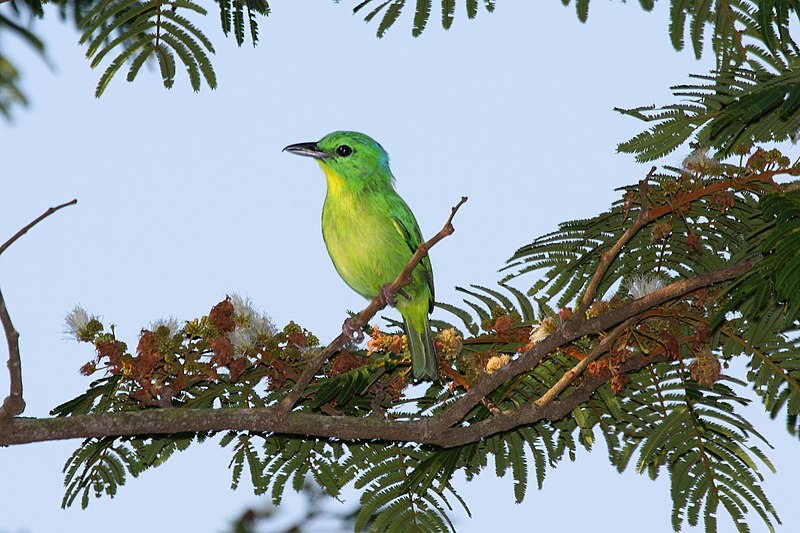 Green Shrike-Vireo (Vireolanius pulchellus) photo