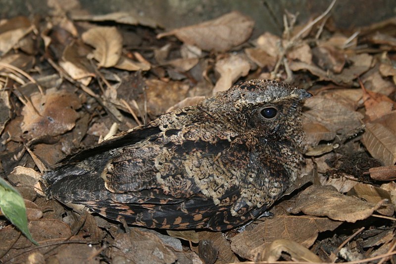 Tawny-collared Nightjar (Antrostomus salvini) photo