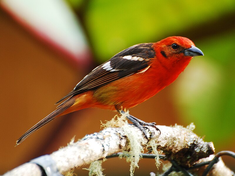Flame-colored Tanager (Piranga bidentata) photo