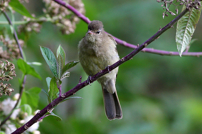 Highland Elaenia (Elaenia obscura) photo