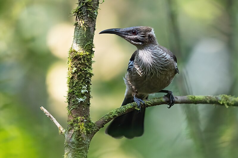 New Caledonian Friarbird (Philemon diemenensis) photo