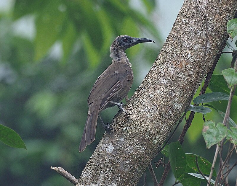 Buru Friarbird (Philemon moluccensis) photo