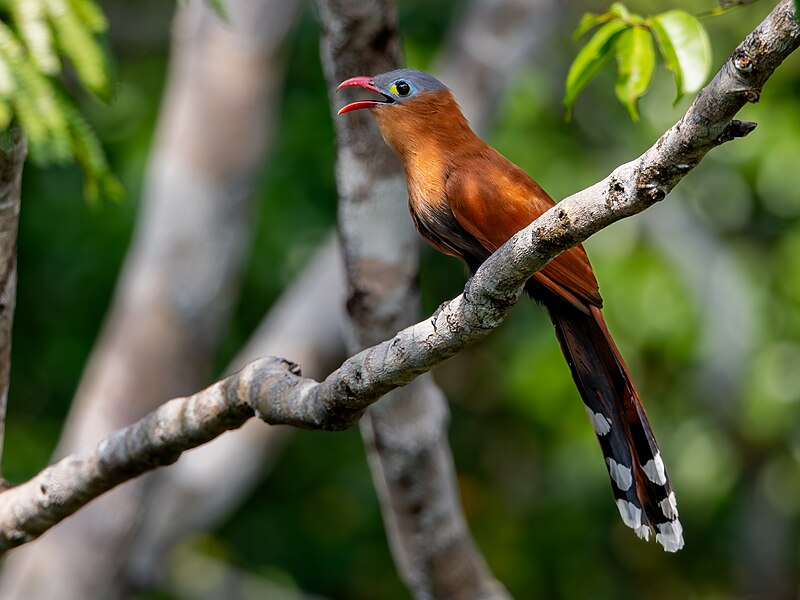 Black-bellied Cuckoo (Piaya melanogaster) photo
