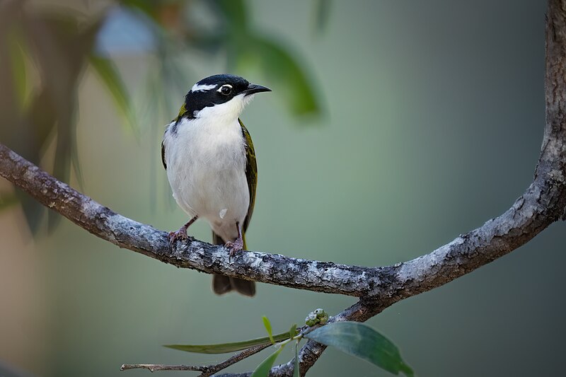 White-throated Honeyeater (Melithreptus albogularis) photo