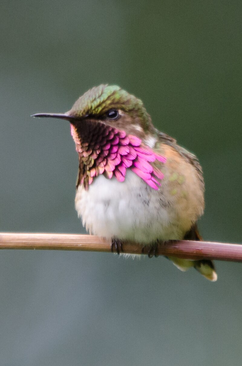 Wine-throated Hummingbird (Selasphorus ellioti) photo