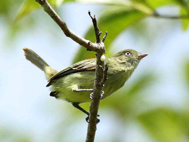 Chico's Tyrannulet (Zimmerius chicomendesi) photo